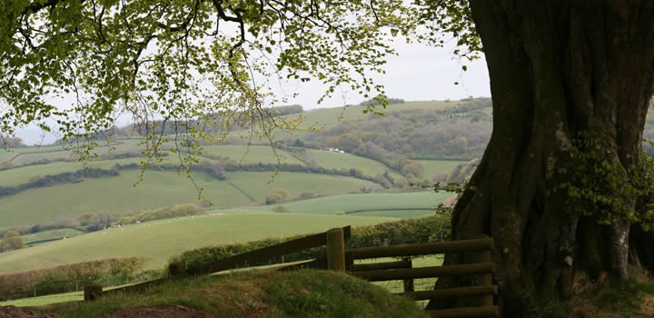 Exmoor Cottages dog friendly