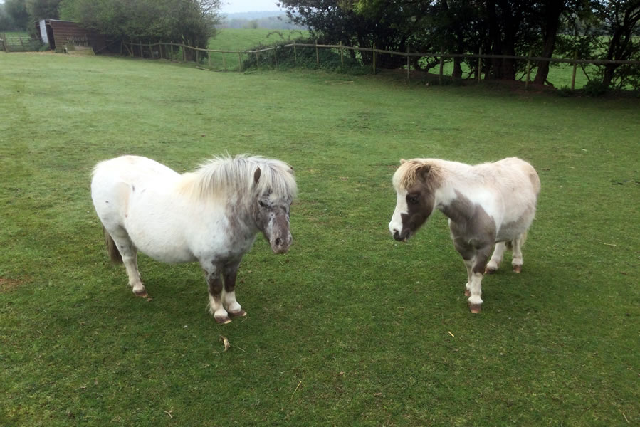 Two Ponies at Town End Farm Cottages